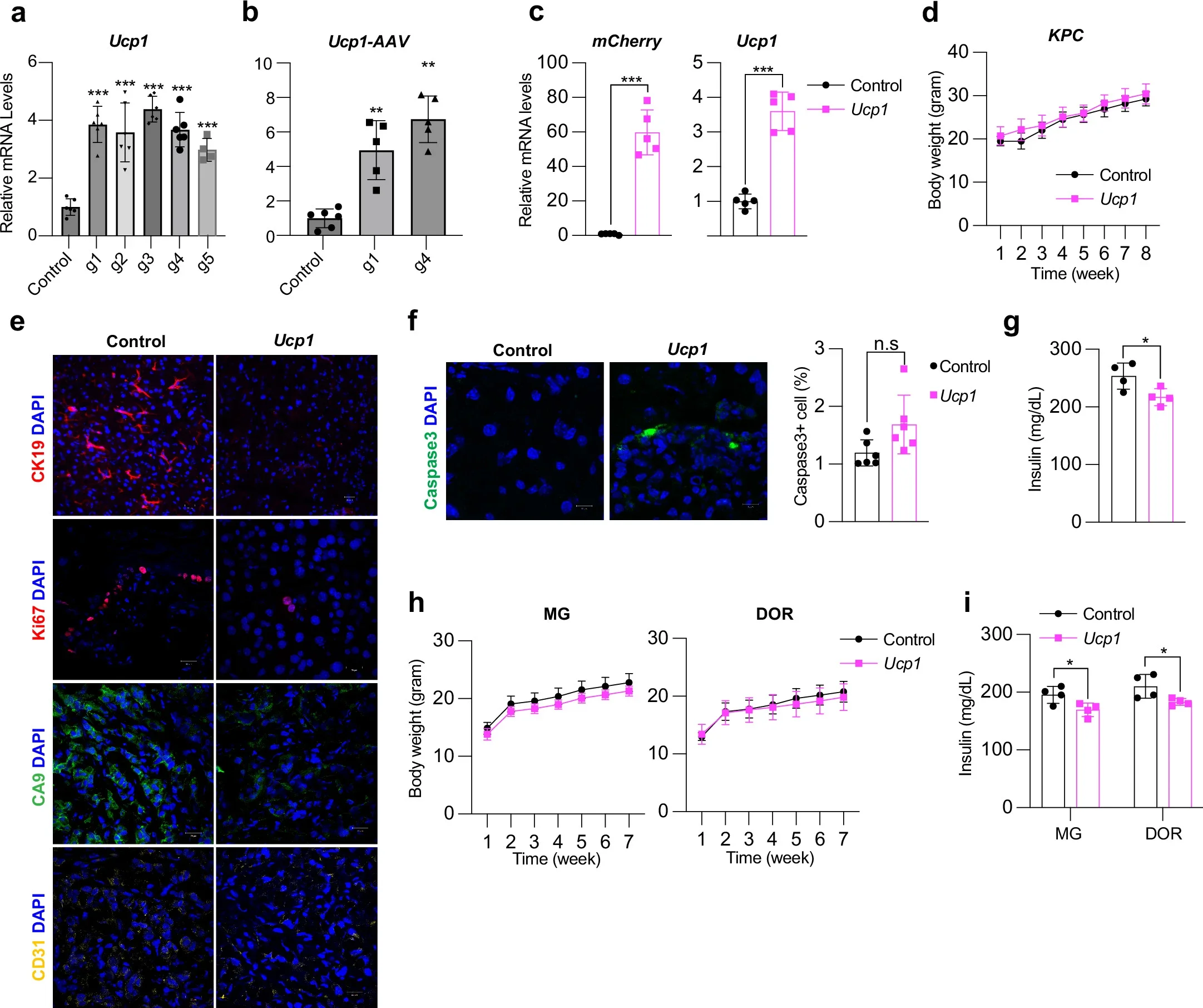 CRISPRa upregulation of Ucp1 in mouse white adipocytes and phenotypic analysis of mouse genetic cancer models.