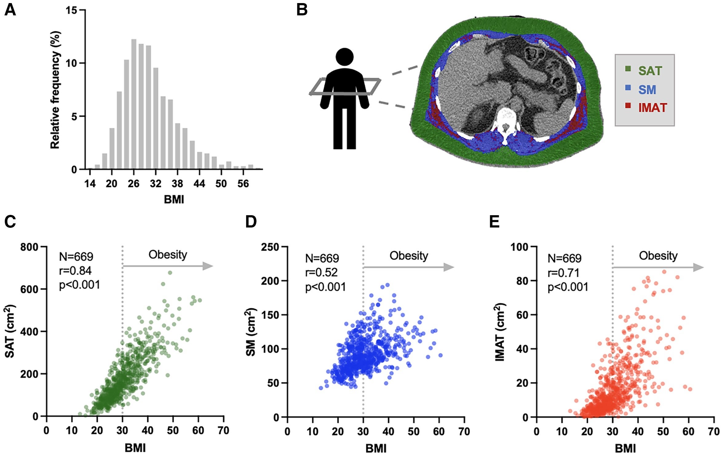 Thoracic body composition compartments and relationship to body mass index.