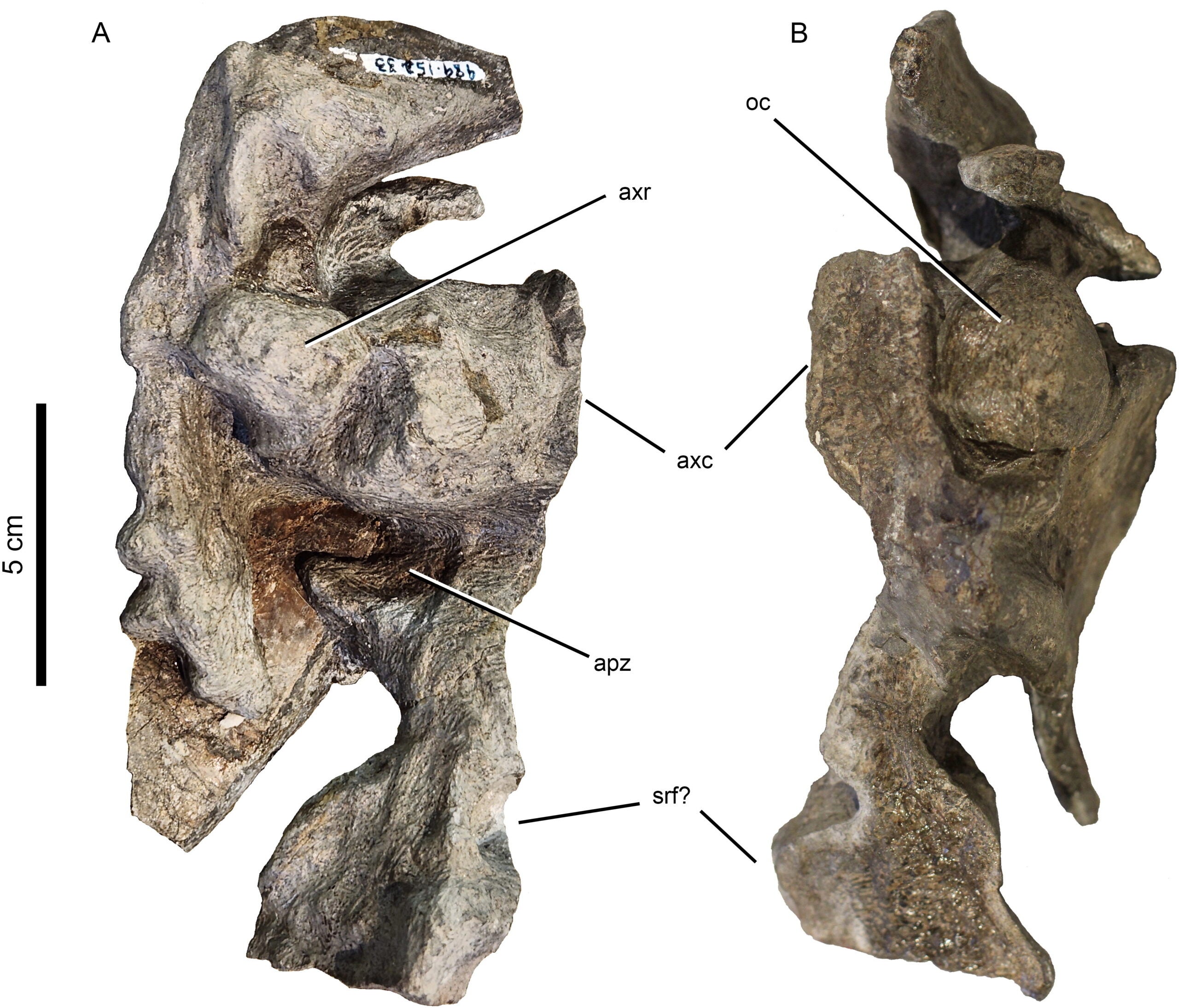 Fragment of basicranium and adherent atlas/axis complex of the holotype, CDM 002. A, The ventral view is dominated by the atlas/axis complex, along with other, unidentified pieces of the skull. B, In posterior view, the occipital condyle is evident, as is the entirety of the left exoccipital and paraoccipital process.