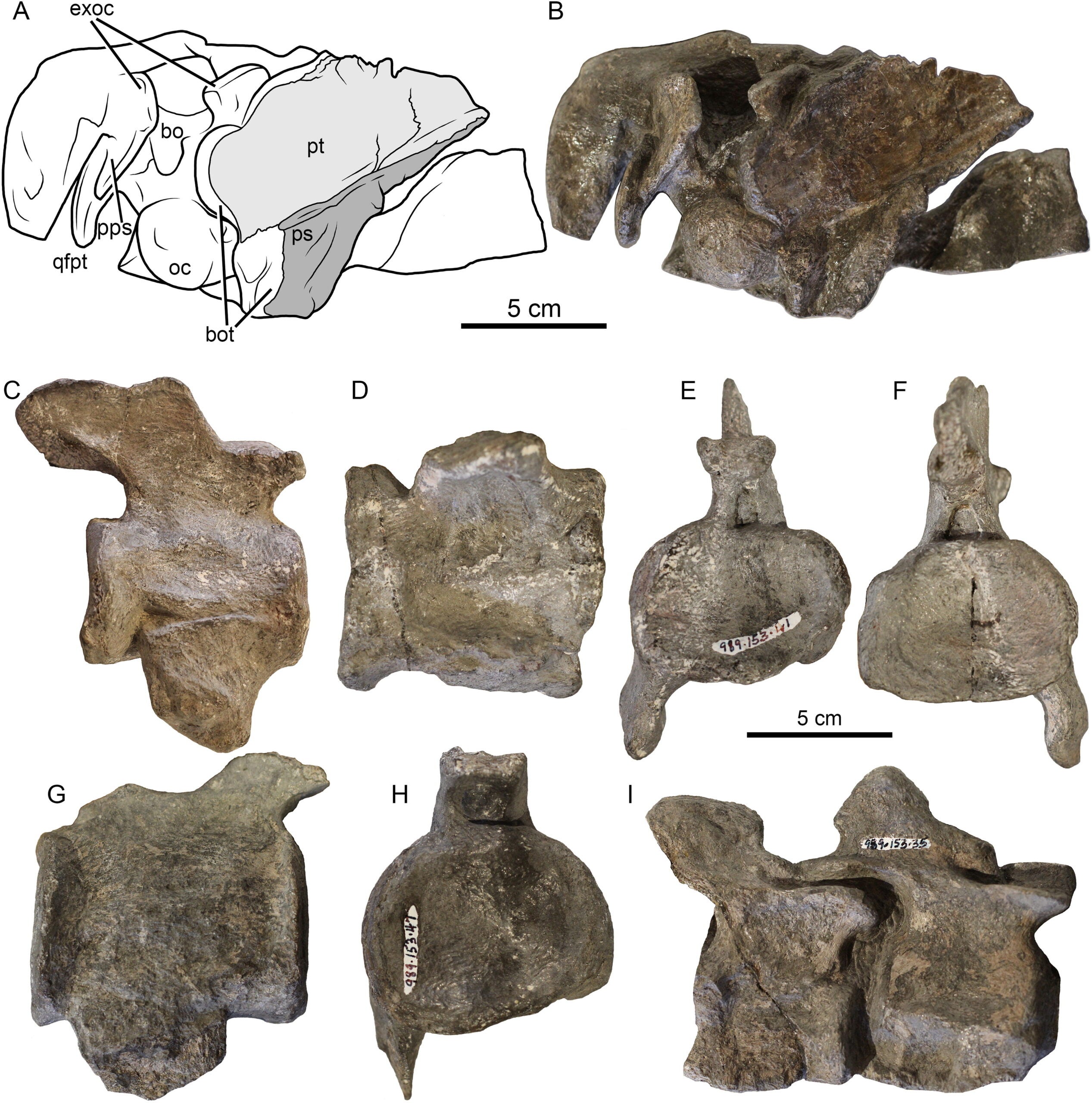 A, B, Oblique view of the basicranial fragment. The ventral surface has been broken and displaced from the occipital condyle. C–F, Four views of the best-preserved, mid-cervical vertebra in C, right lateral, D, inferior, E, anterior, and F, posterior views. G, H, A posterior cervical vertebra in G, right lateral and H, anterior views. I, Two anterior cervical vertebrae, preserved in articulation.