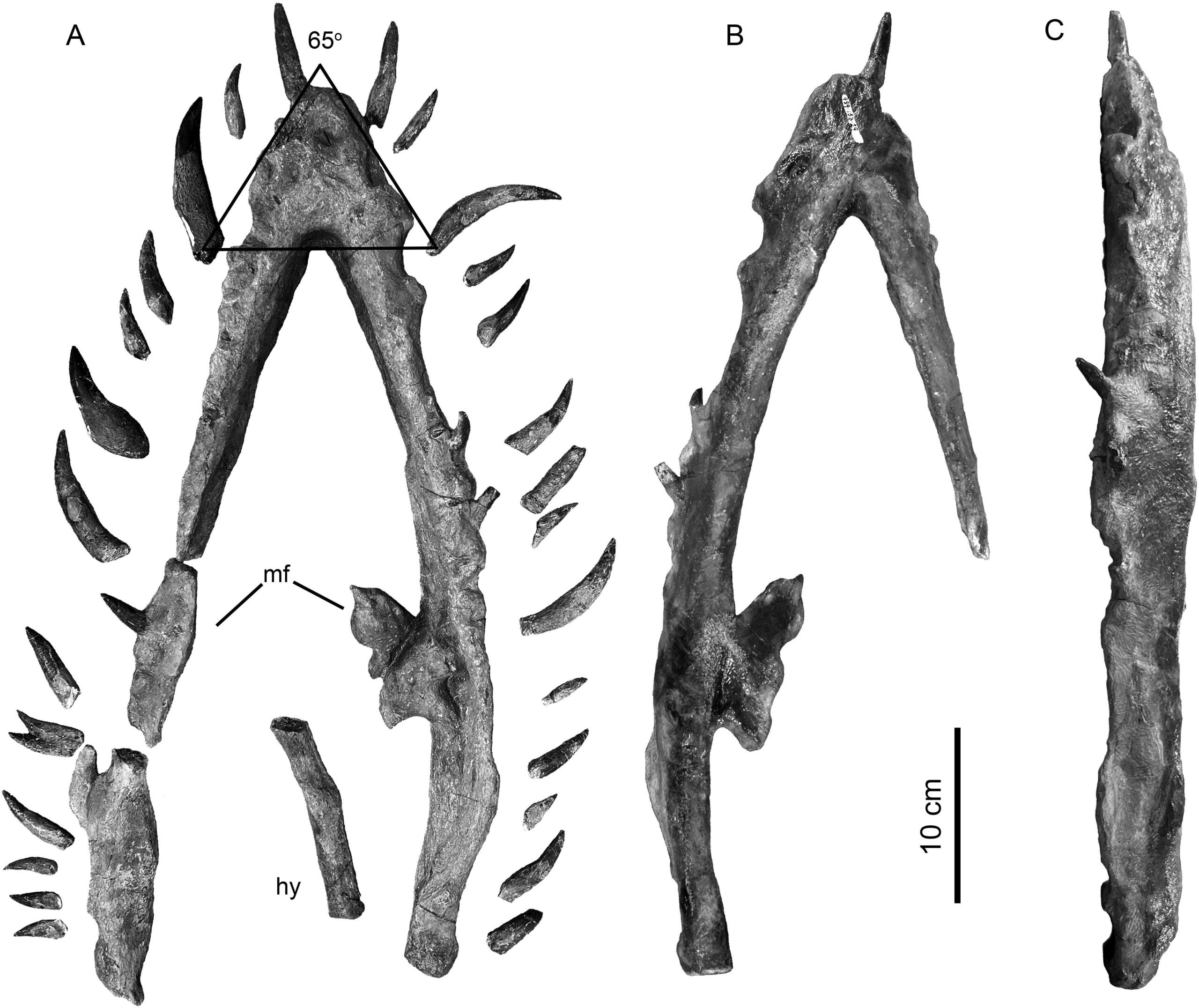 Posterior skeleton of the paratype skeleton, CDM 161, as displayed. The right pubis and ischium are free of matrix and depicted ventral side up. Preservation is excellent and the margins of the bones are mostly intact.