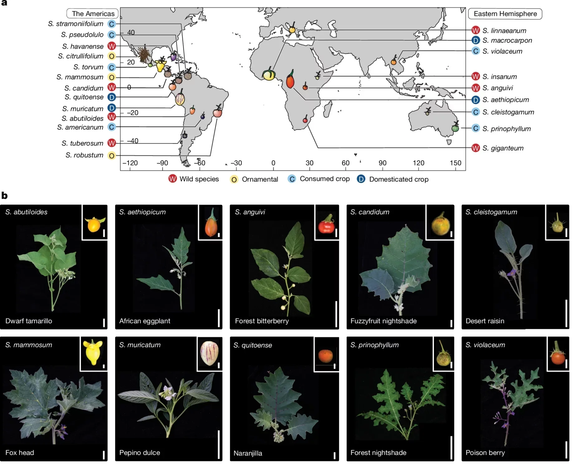 The Solanum pan-genome captures the phenotypic, ecological, agricultural and genomic diversity of this crop-rich genus.