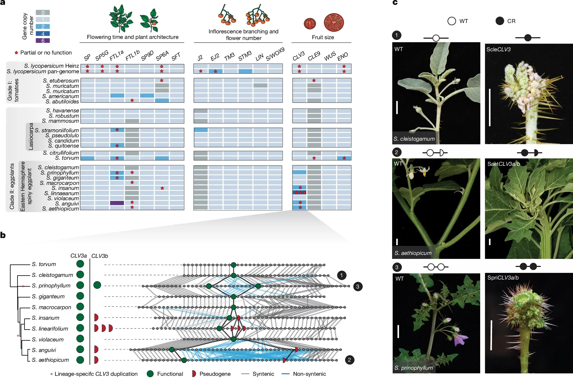 Functional dissection of lineage-specific paralogue diversification through pan-genetics reveals modified compensatory relationships in a major fruit size regulator.