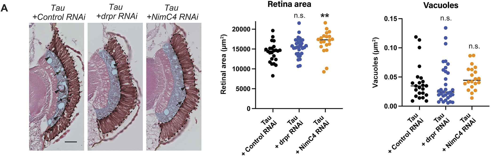 Tau expression induces glial phagocytosis and expression of AMPs. 