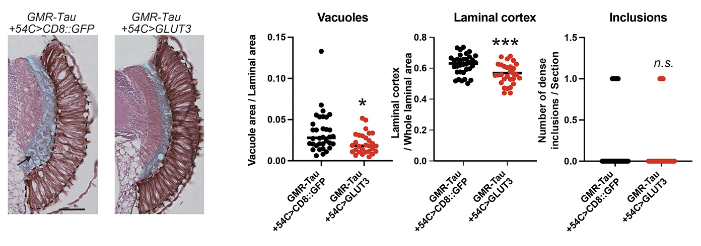 Enhanced glucose uptake of pigment glia suppresses tau-induced neurodegeneration.