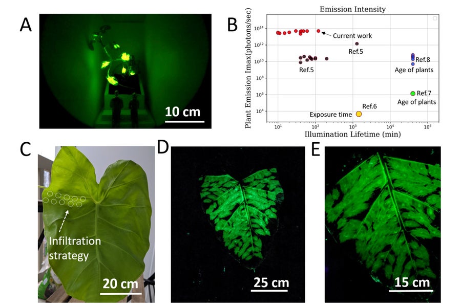 Researchers showed that they could illuminate the leaves of a plant called the Thailand elephant ear, which can be more than a foot wide — a size that could make the plants useful as an outdoor lighting source.