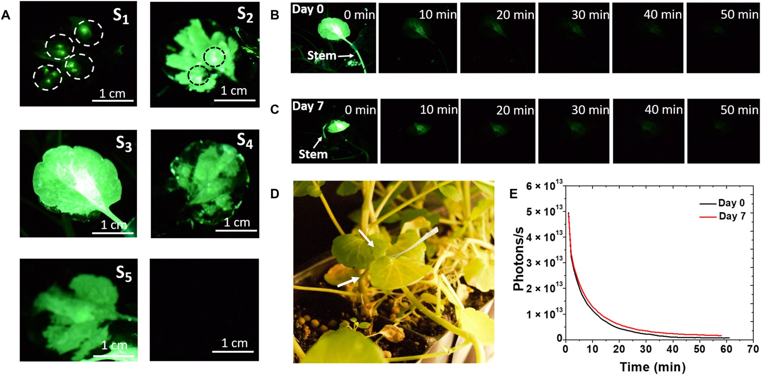 Size-dependent infiltration of mSA particles in watercress plants.