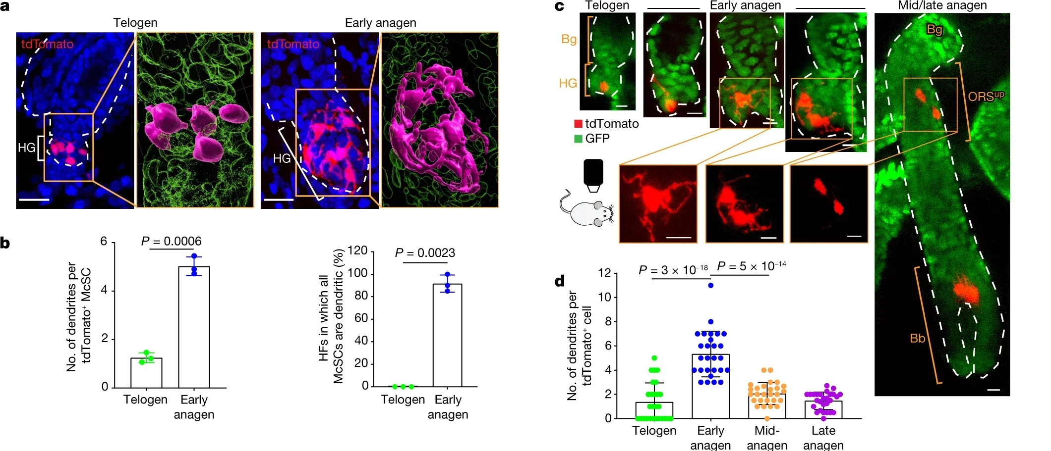 McSCs in the HG initiate a differentiation programme during early anagen.