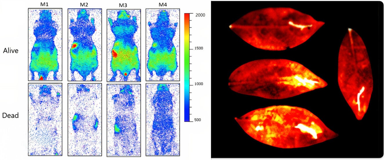 Graphical abstract: UPE imaging provides the possibility of non-invasive label-free imaging of vitality in animals and the responses of plants to stress.
