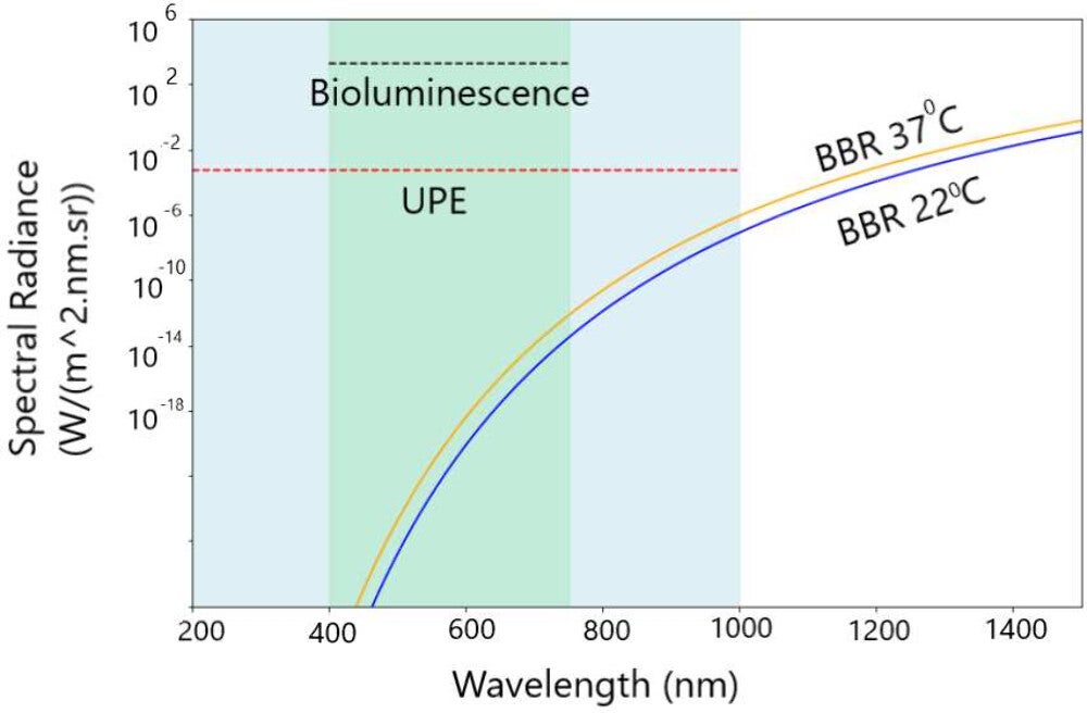 Photon fluxes of BBR for UV–vis–NIR wavelengths at room temperature (T = 22 °C) and body temperature (T = 37 °C) along with the minimum spectral energy density of UPE (assuming a minimum photon flux of 10 photons cm–2 s–1) and the estimated spectral energy density of bioluminescence (assuming a minimum photon flux of 105 photons cm–2 s–1), which is limited to the visible spectrum.