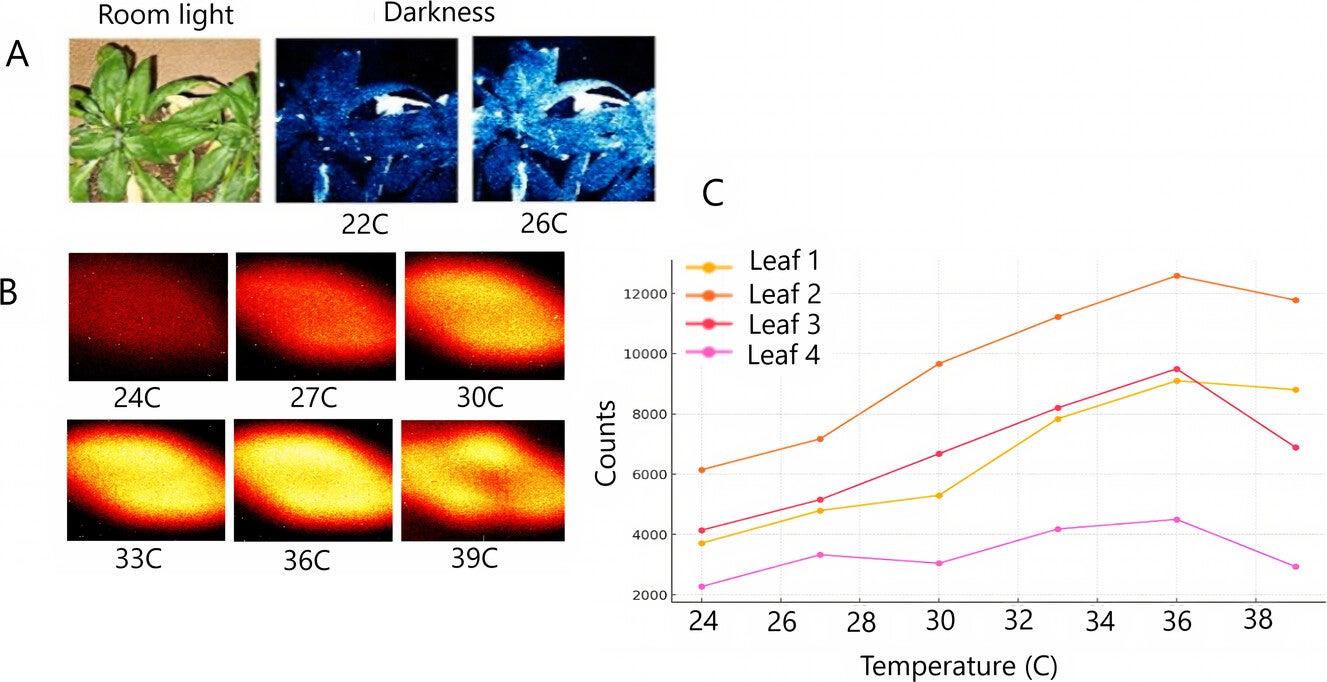 (A) Effect of the temperature on the intensity of UPE from A. thaliana. The exposure time for each image is 5 min. (B) Images of UPE from a H. arboricola green leaf at different temperatures showing increased intensity as temperatures increase up to 39 °C. (C) Effect of the temperature on UPE from four H. arboricola green leaves (N = 4) on a temperature-controlled plate where each image had a 15 min acquisition time.