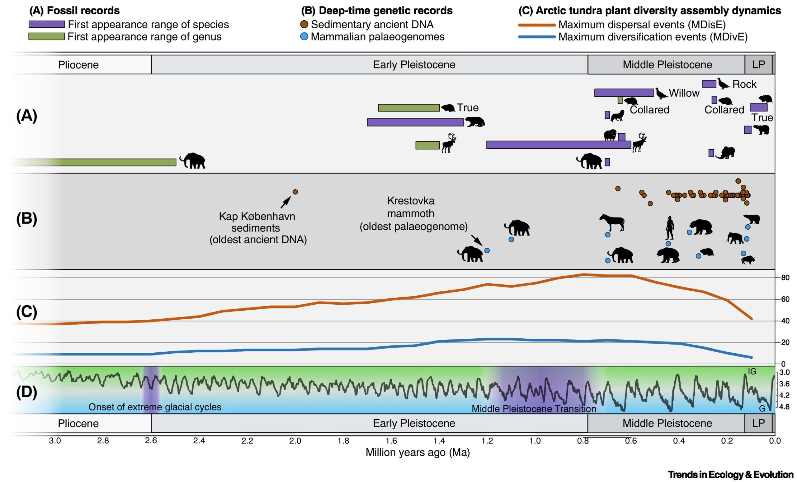 Timeline for the evolution of cold-adapted vertebrate and plant taxa.