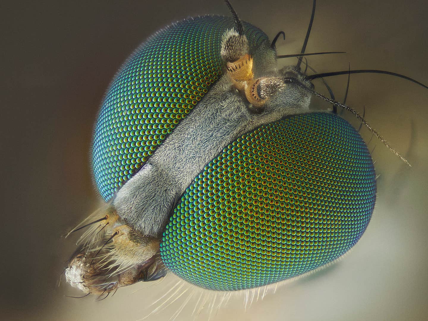 A tiny insect-inspired camera captures high-speed images in near-darkness, opening new doors in science, medicine, and security.