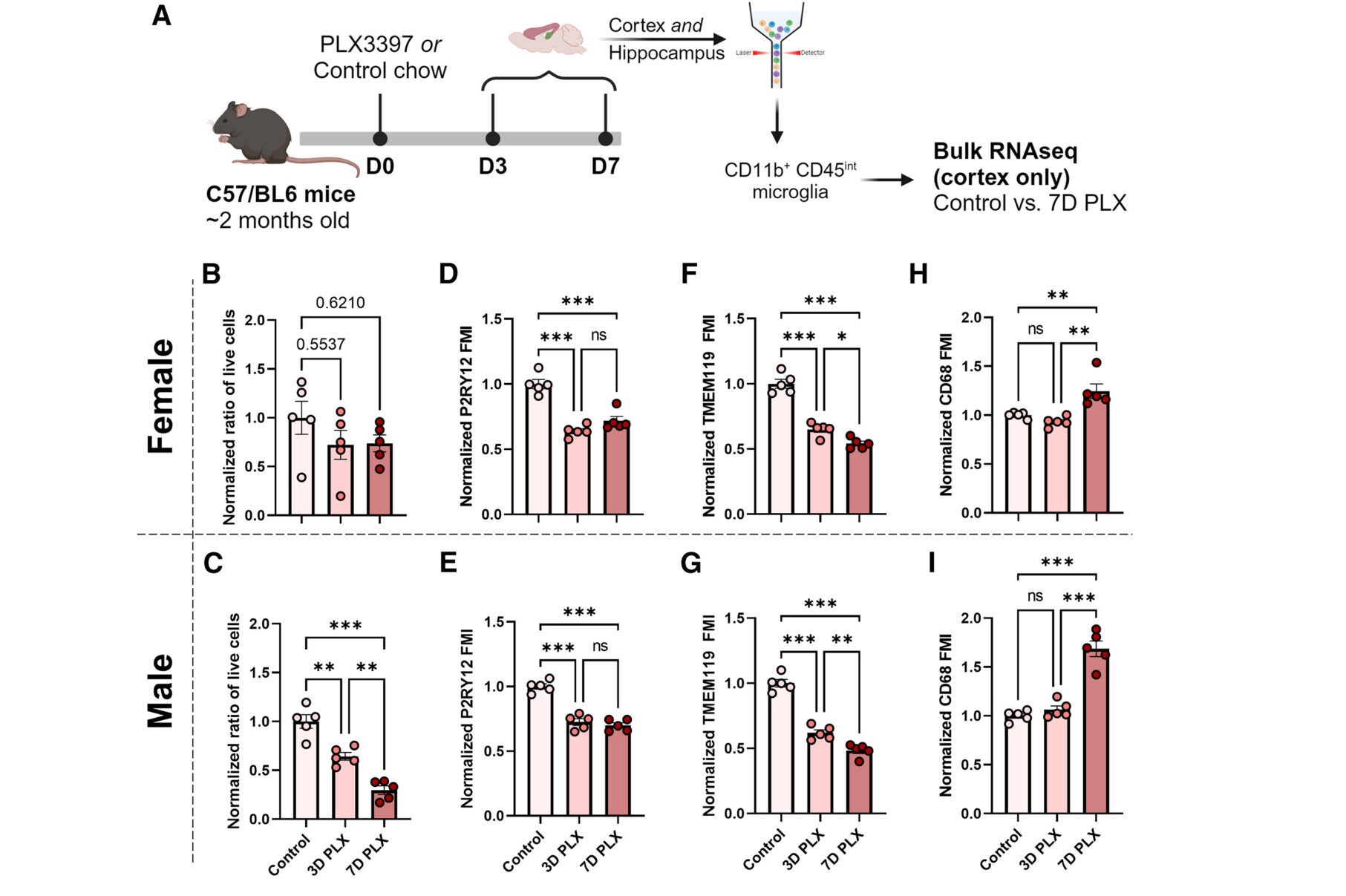 Cortical microglia remaining after PLX treatment upregulate phagocytosis and inflammatory responses while downregulating homeostatic signatures.