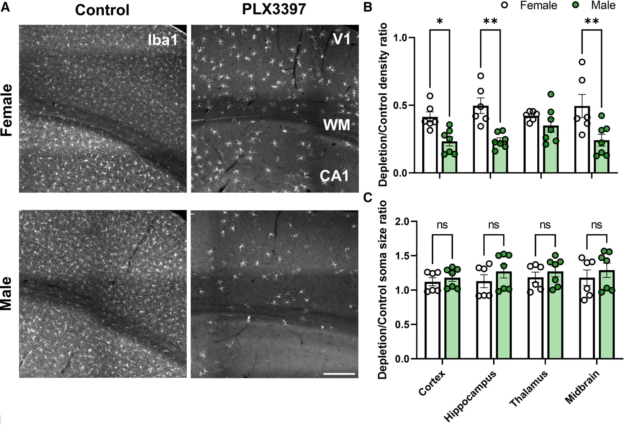 Sex-dependent differences in microglia density and morphology under CSF1R inhibition.
