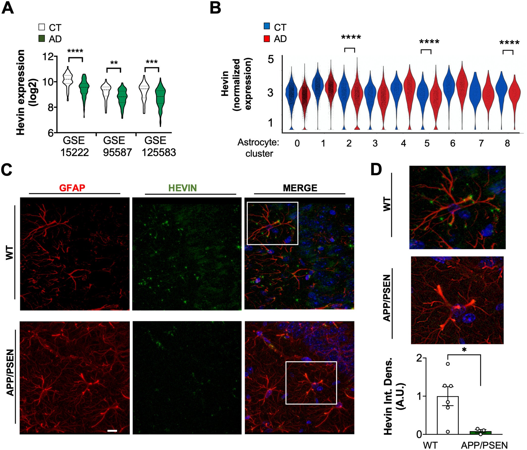 Hevin levels are decreased in astrocytes of AD patients and animal models.