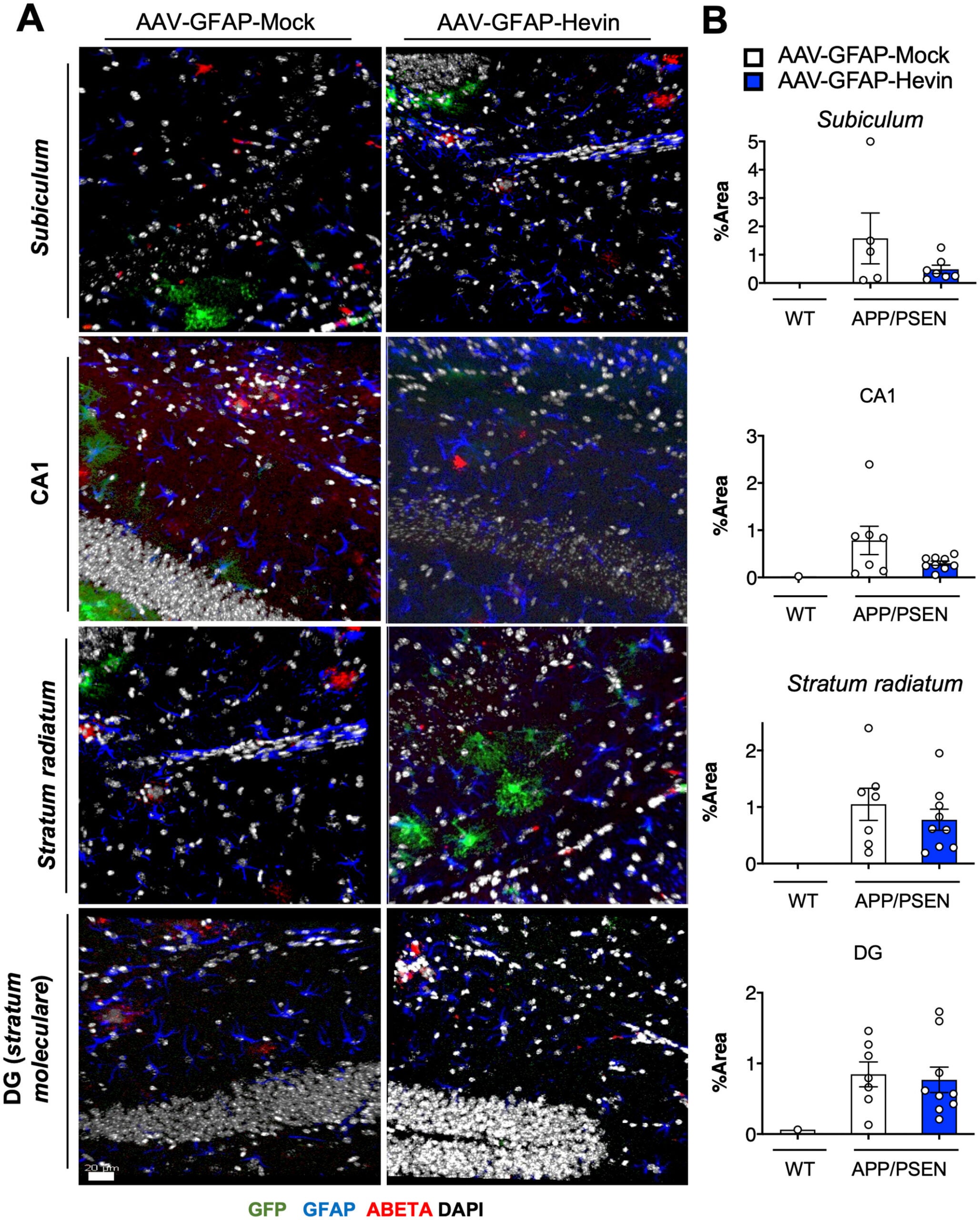 Astrocytic Hevin overexpression does not impact Aβ plaque deposition in the hippocampus of APP/PSEN animals.
