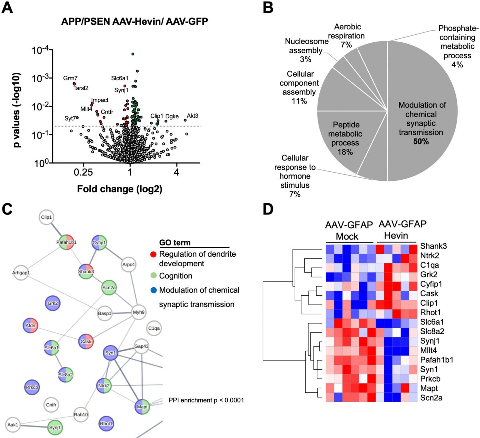 Astrocytic Hevin overexpression impacts the proteome composition of synaptic proteins both in middle-aged WT and APP/PSEN animals.