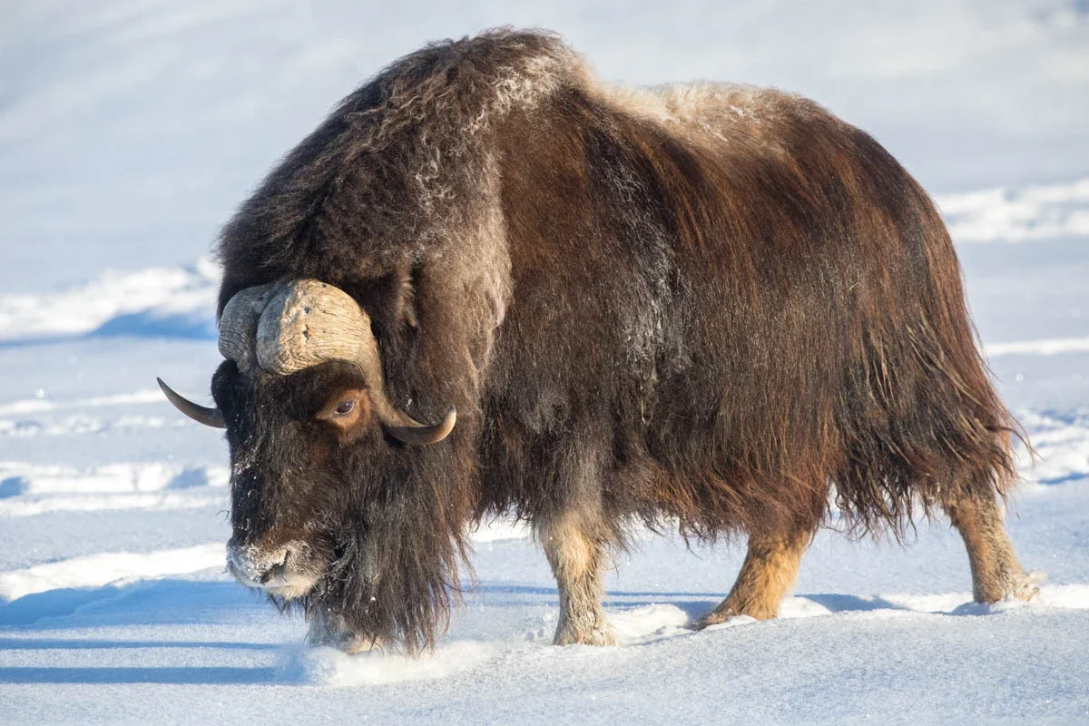 Animals such as the musk ox evolved to survive the cold during the ice age.
