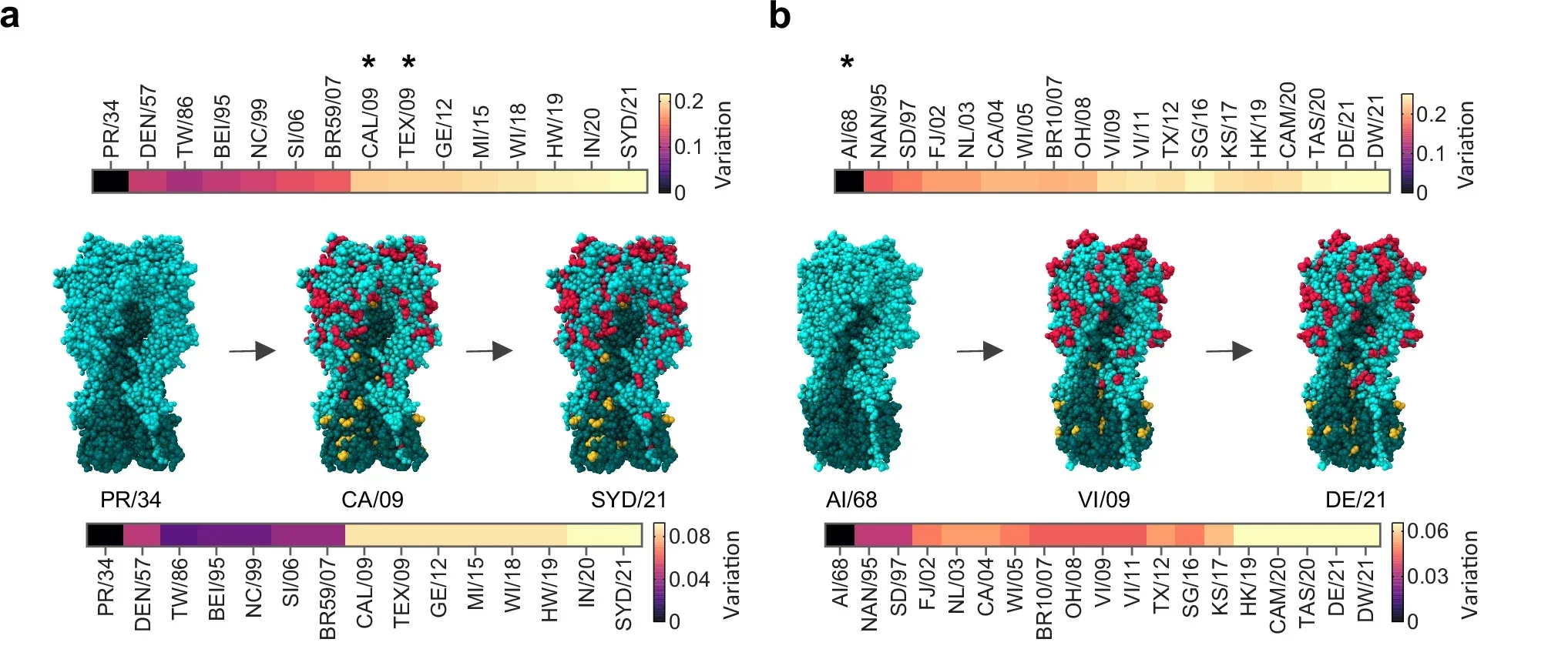 IAV HA antigenic evolution, engineering of IgG molecules, and their kinetic binding affinity.