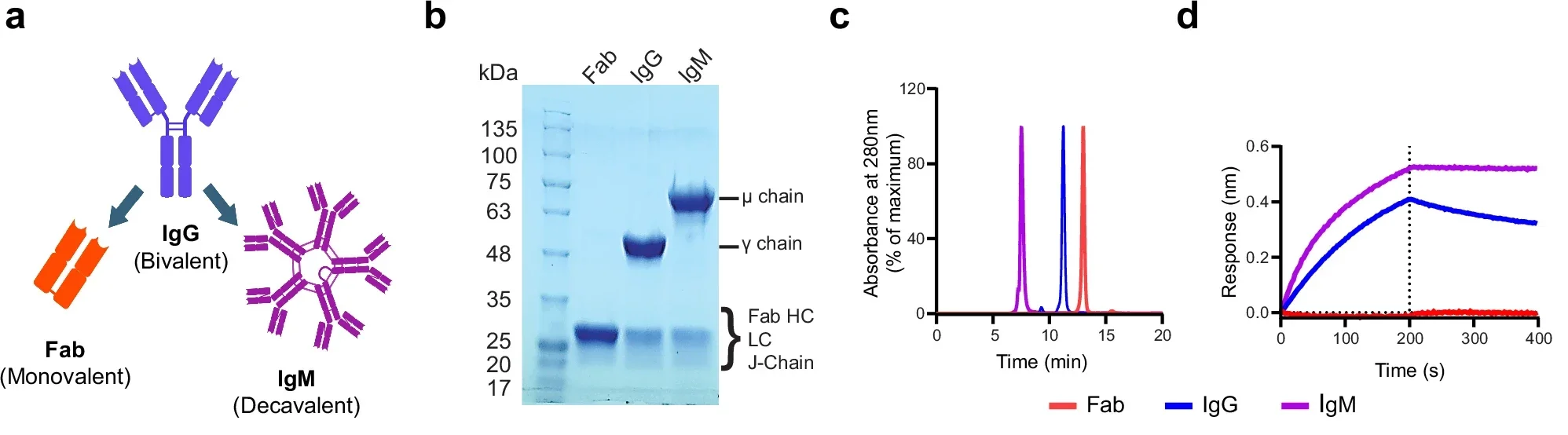 Engineering of IAV HA-specific IgG and IgM neutralizing monoclonal antibodies and its receptor blocking potency.