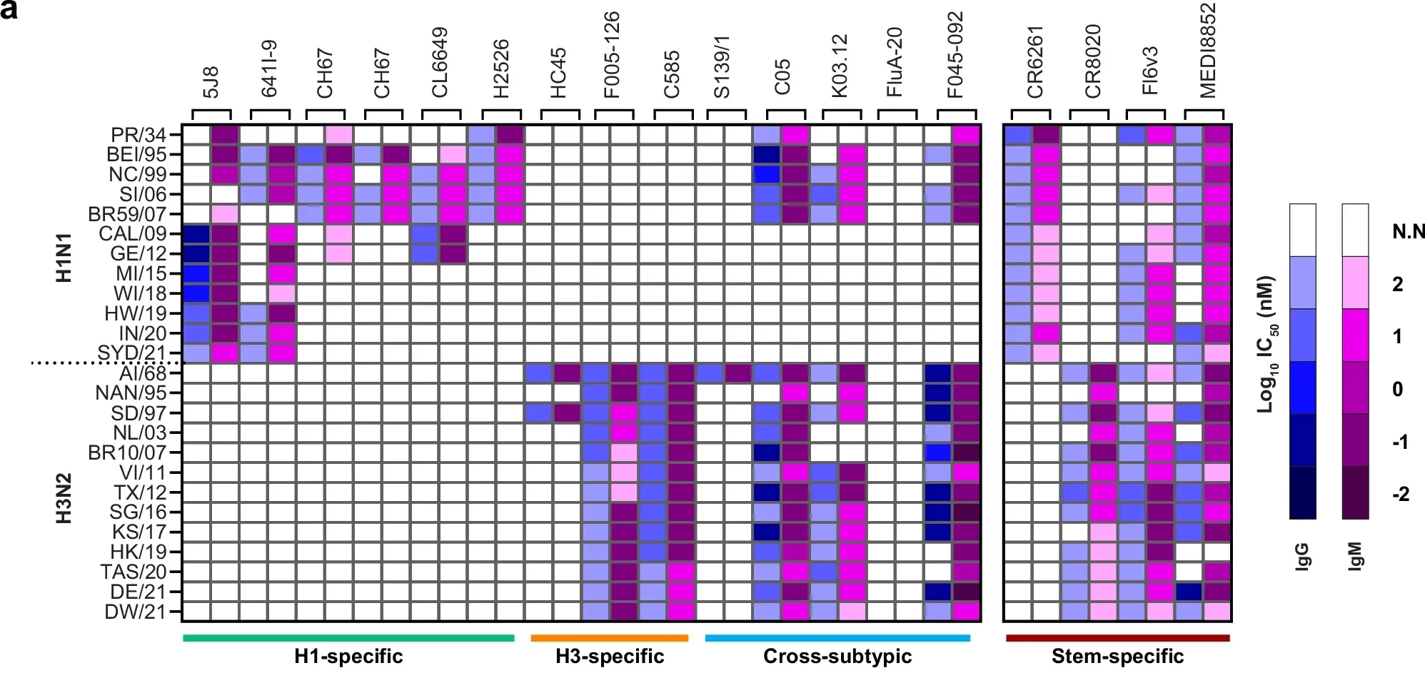 Evaluating neutralization and breadth coverage of engineered IgM and IgG antibodies.