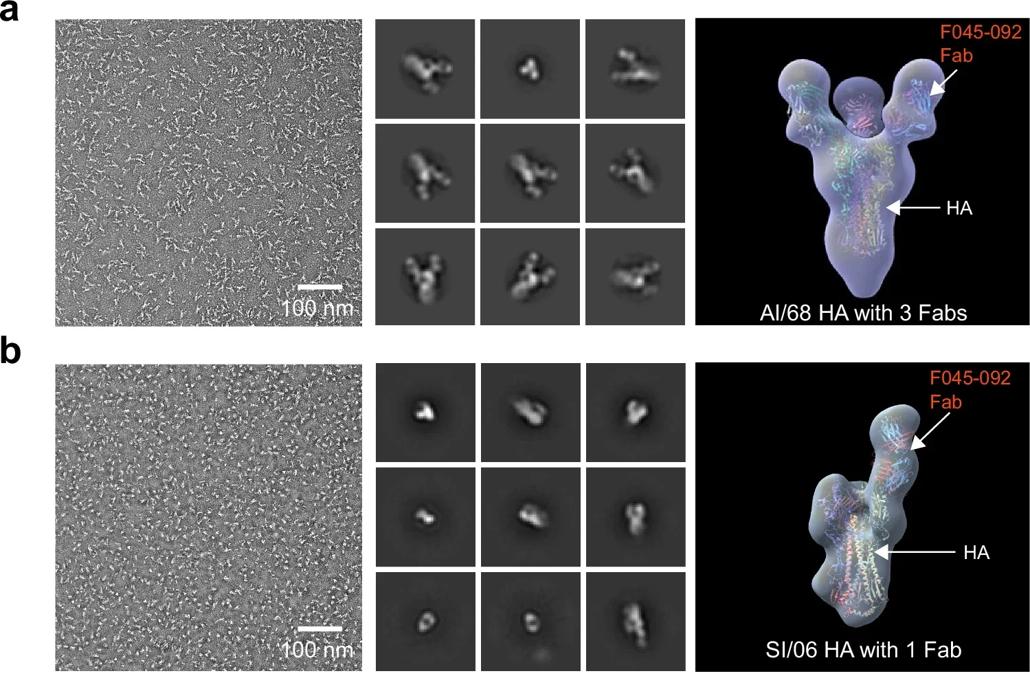 Negative stain (Ns)-EM analysis of F045-092 with IAV HA trimer proteins.