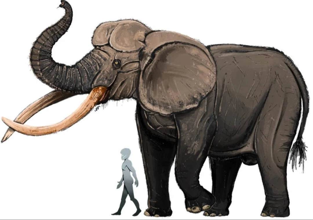 A prehistoric elephant skull unearthed in Kashmir is shedding new light on Middle Pleistocene evolution and humanity’s ancient ties to megafauna.