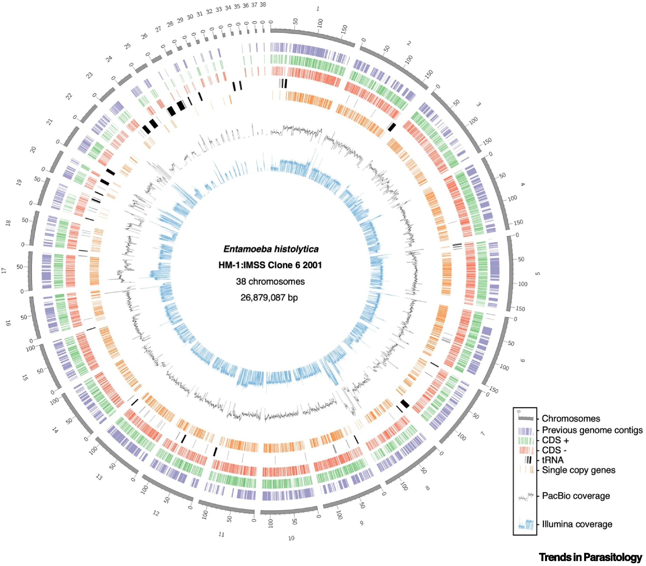 Overview of the current best annotation of the Entamoeba histolytica genome.