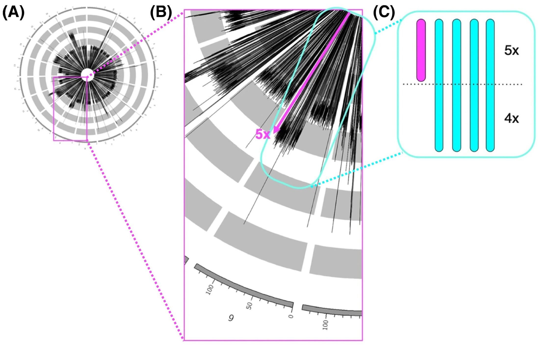 Variability of Entamoeba histolytica ploidy and the number of nuclei per cell.