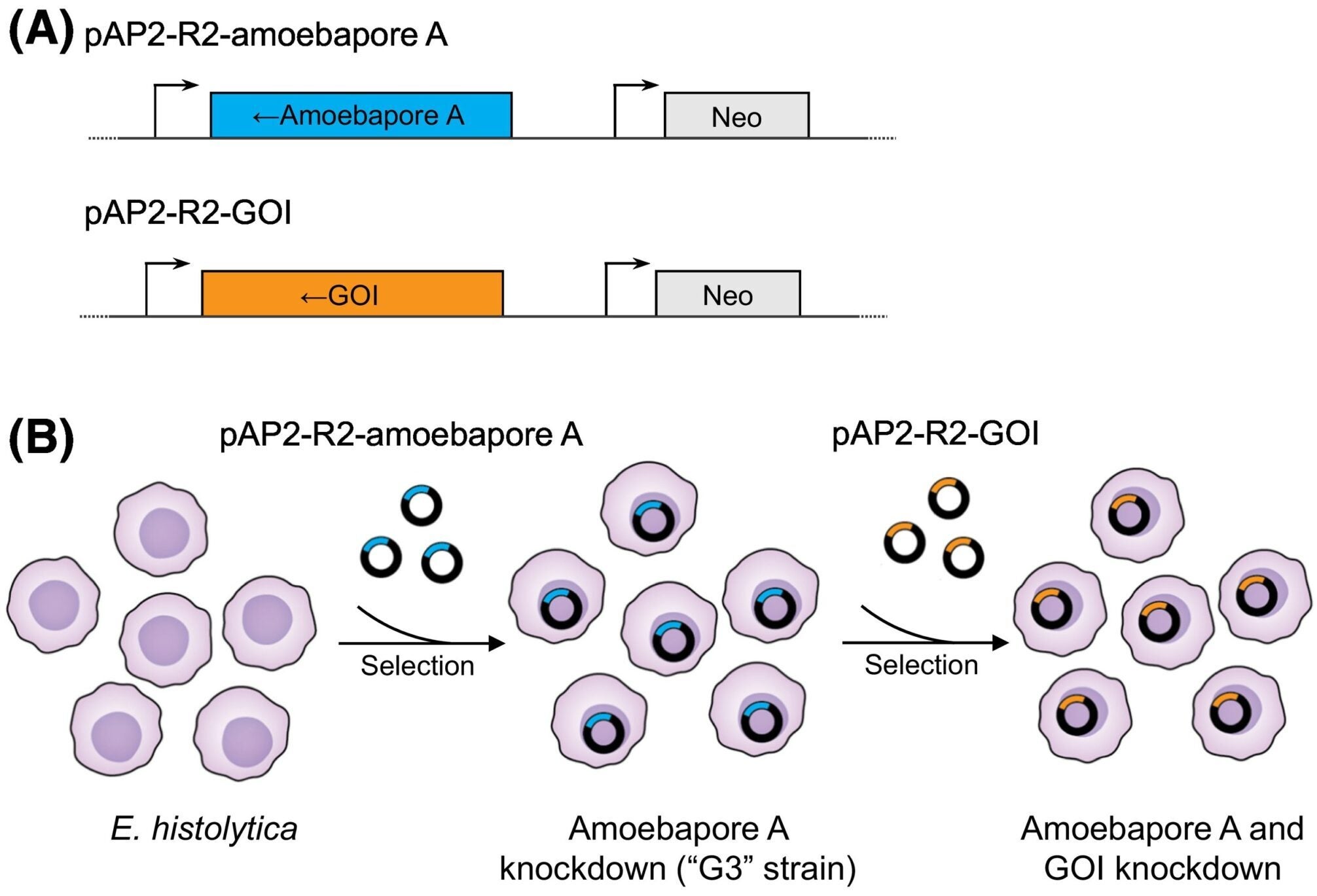 Comparison of commonly used Entamoeba histolytica RNAi tools.
