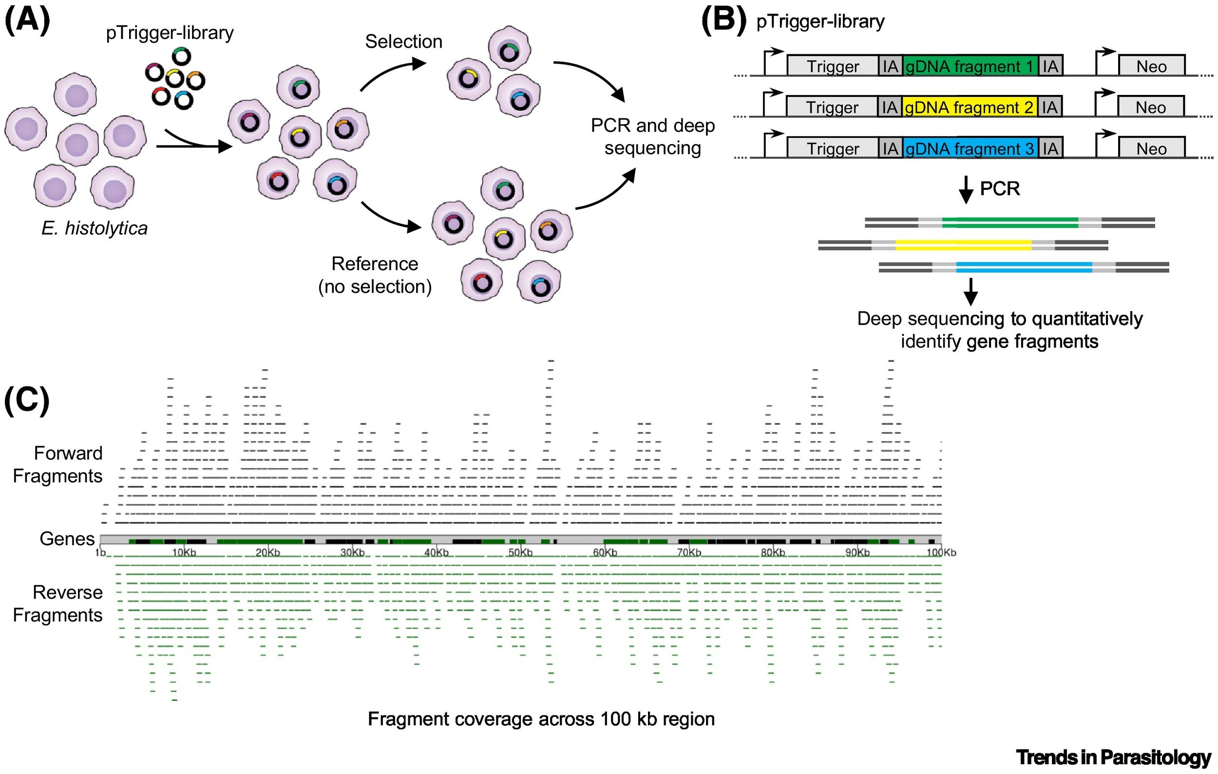 RNAi tools have enabled forward genetics in Entamoeba histolytica.