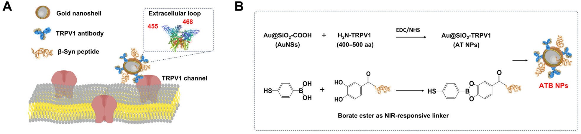 ATB NP–mediated photothermal stimulation promotes the activation and depolarization of TRPV1+ cells in vitro.
