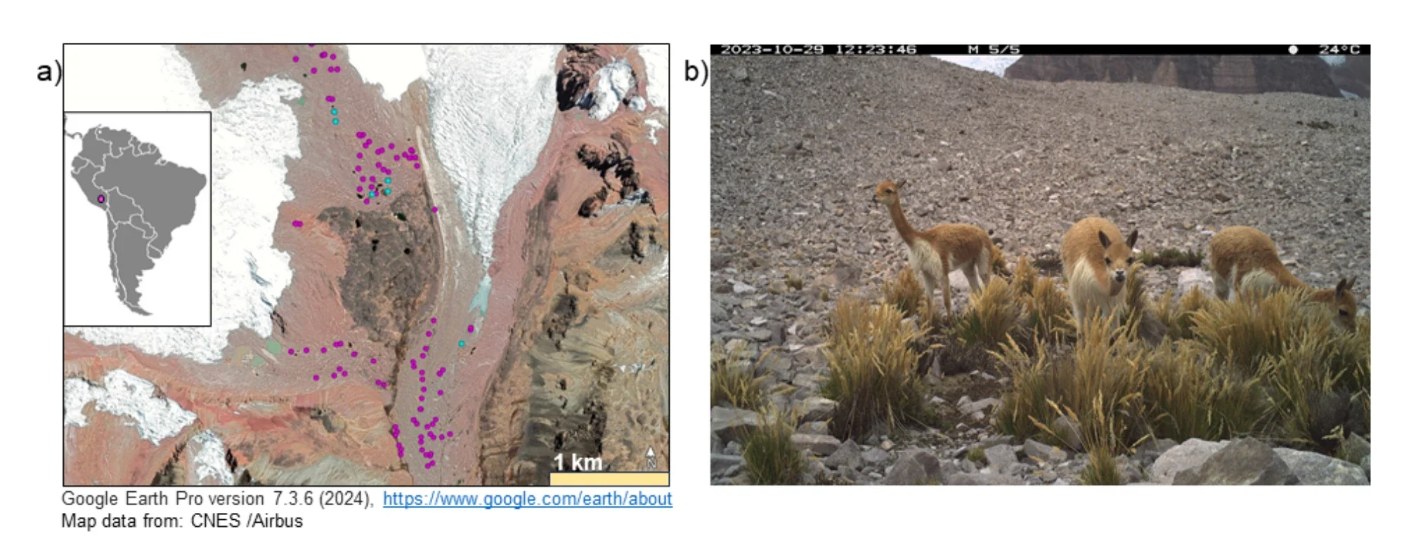 Field site and vicuña latrines. (Left) Google Earth imagery of the rapidly retreating Puca and Osjollo Anante glaciers in the Sibinacocha watershed, Cordillera Vilcanota, Cusco, Peru. (Right) Photo of vicuñas grazing on a latrine with dense plant growth inside the glacier forefield, 5390 m above sea level. (CREDIT: Steven Schmidt, et al.)
