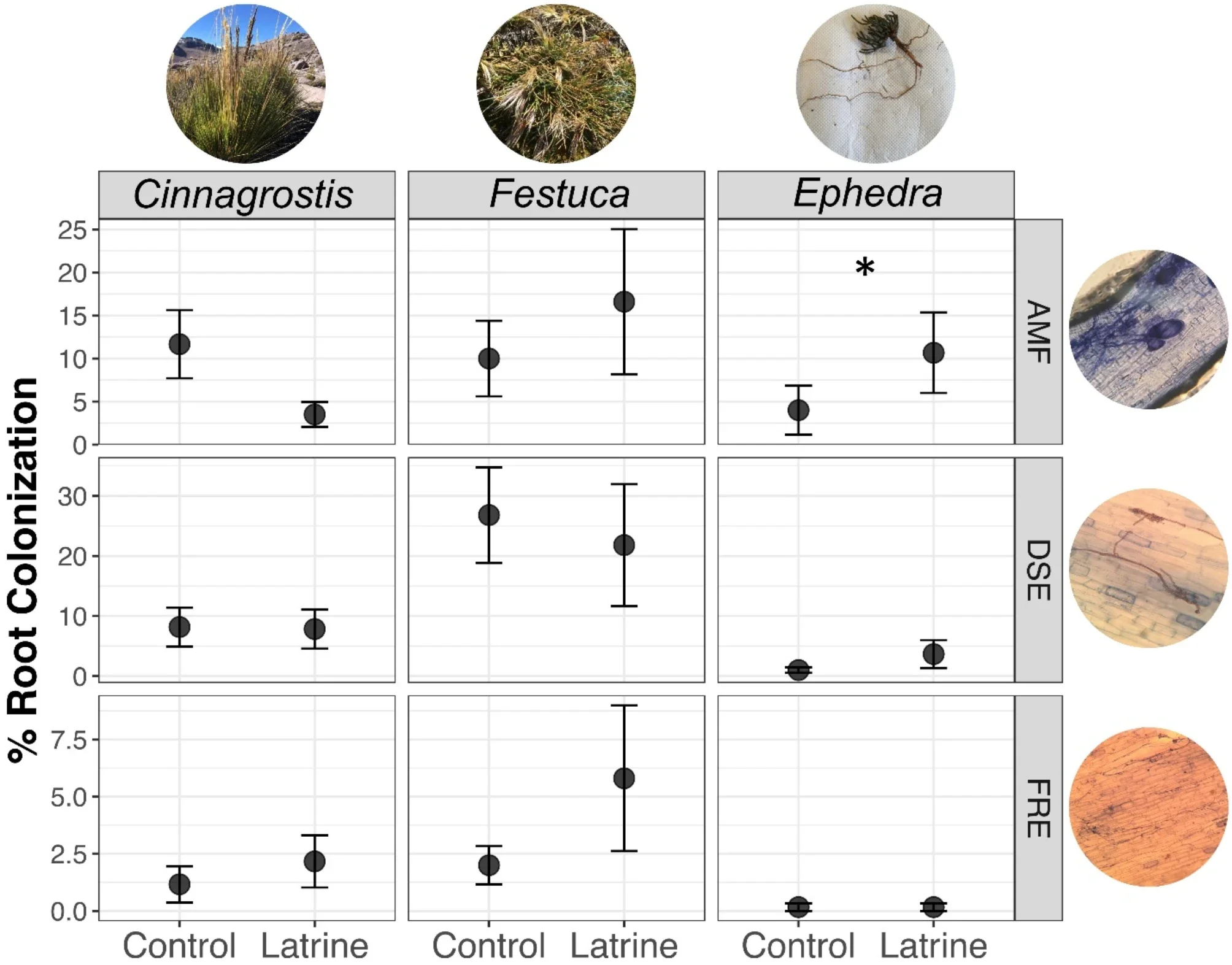 Percent root colonization by arbuscular mycorrhizal fungi (AMF), dark septate endophytes (DSE), and fine root endophytes (FRE) in the three sampled plant species.