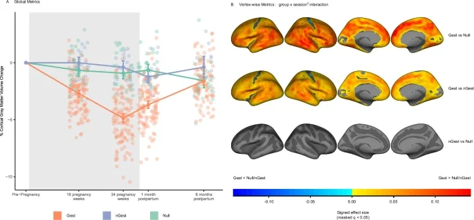 Longitudinal cortical gray matter volume trajectory across pregnancy and postpartum.