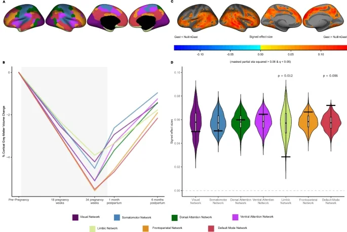 Cortical gray matter volume trajectories based on the functional location of the changes in gestational mothers.