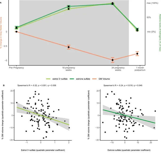 Longitudinal correlation between estrogens and cortical gray matter (GM) volume in gestational mothers.