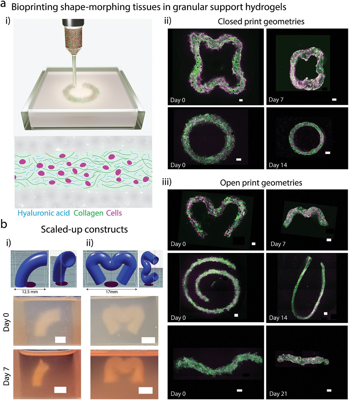 4D bioprinting of shape-morphing tissues within granular support hydrogels.