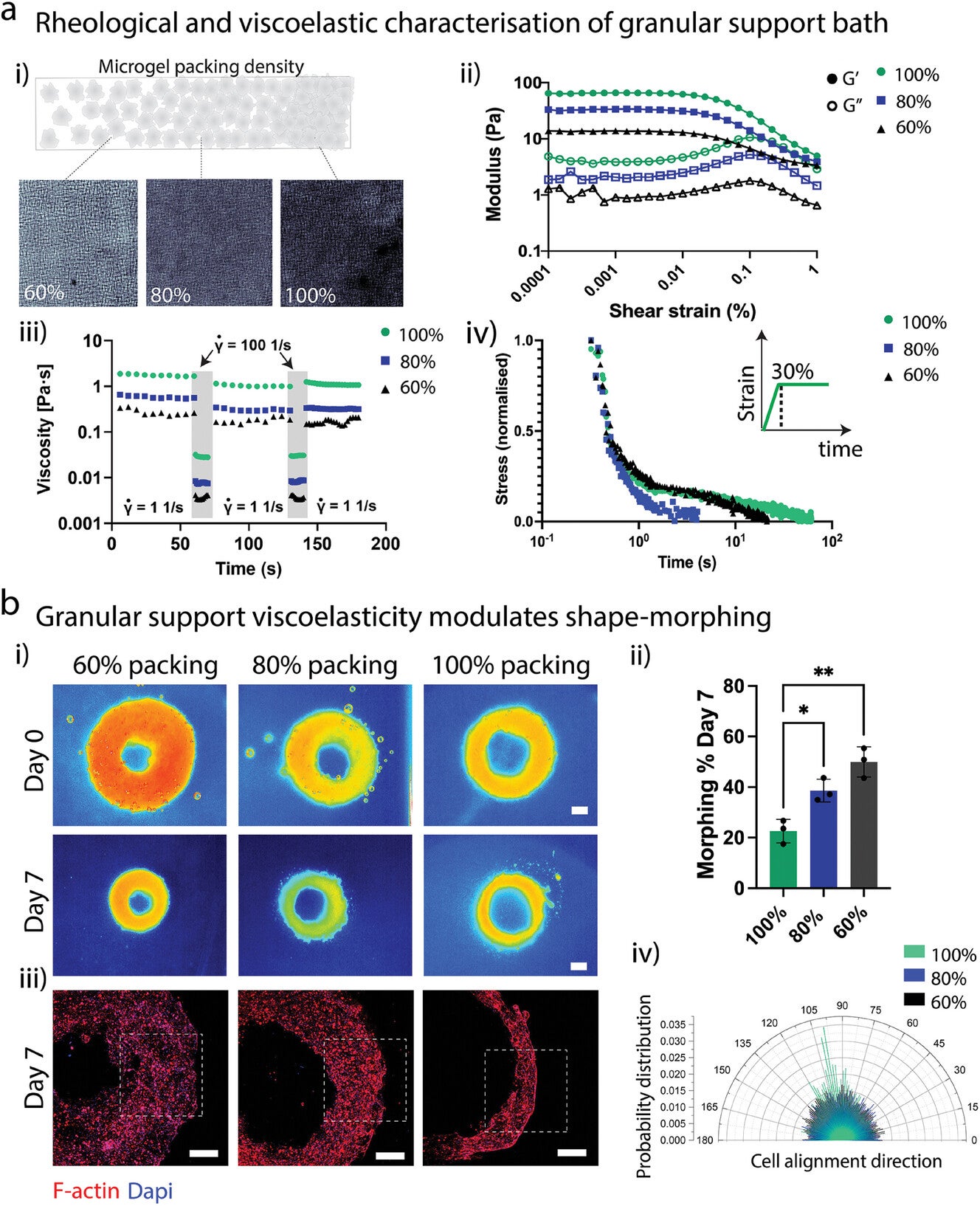 Rheological and viscoelastic properties of granular support bath modulates the extent of 4D shape-morphing.