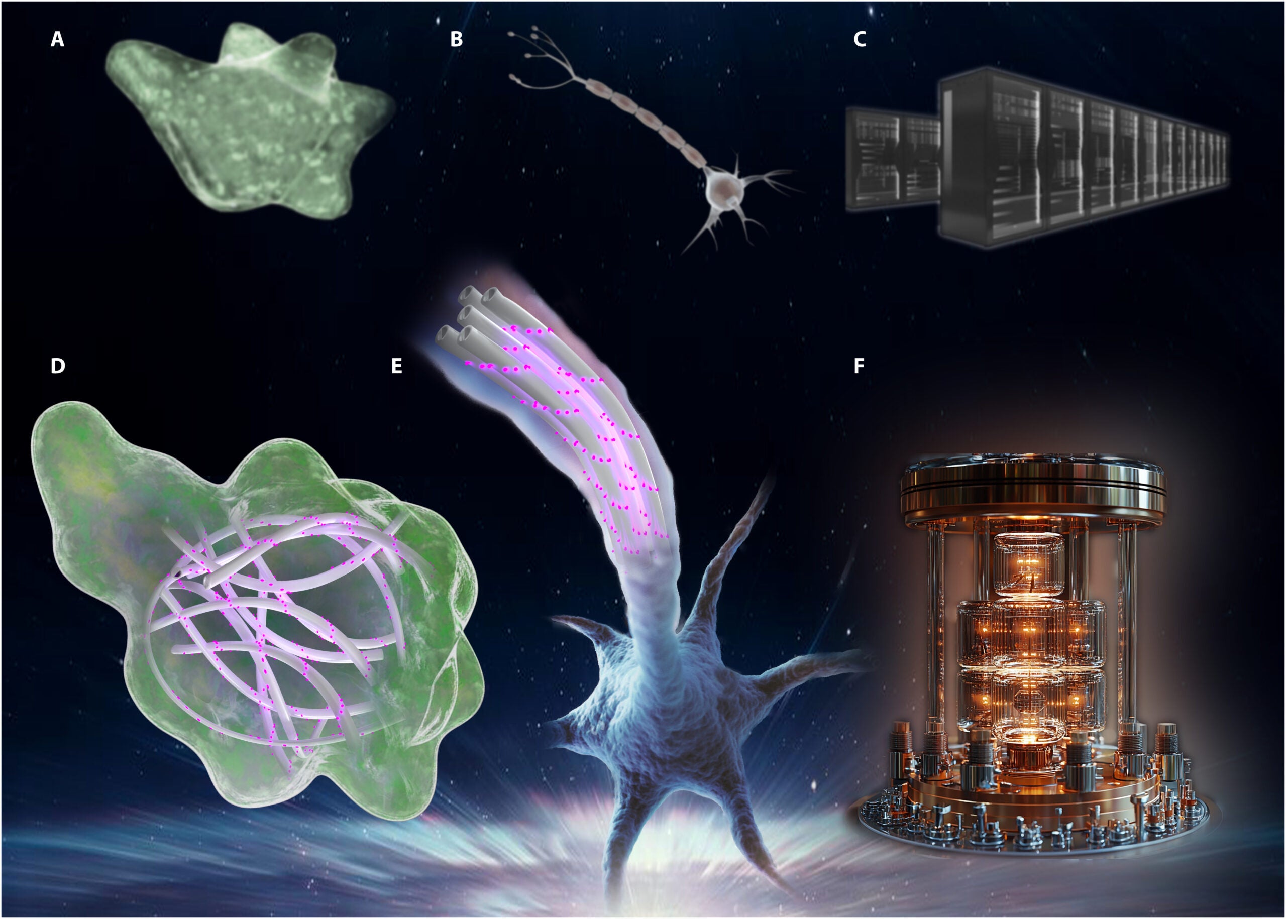 Living systems maintain information-processing architectures using photoexcited quantum degrees of freedom.