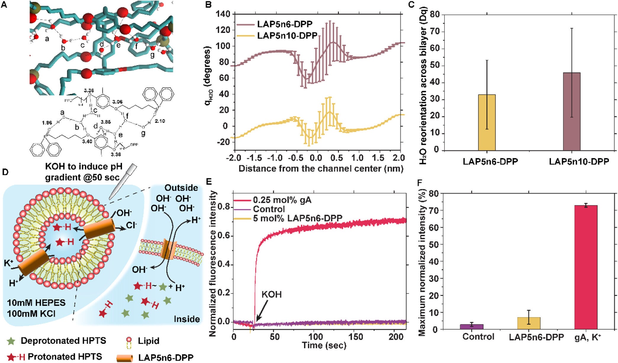 LAP[5]-DPP channels exclude protons that may allow pH gradients to be maintained across membranes.