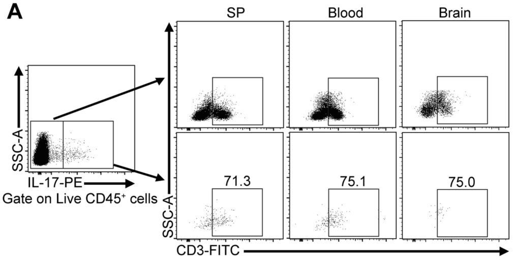 Representative and quantified flow cytometry shows the distribution of γδT17 (red), Th17 (blue), and the other cells (gray) within total IL-17A+CD3+ cells in the spleen
