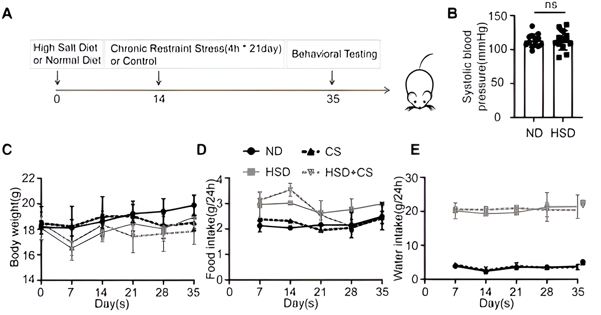 Depression-like behavior in mice with HSD or chronic constraint stress.