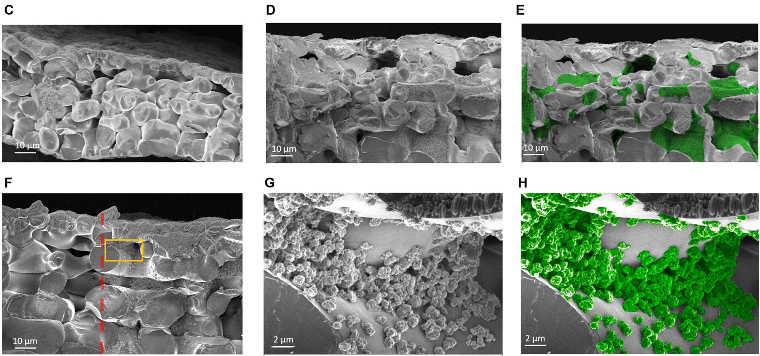 (C) Cryo-SEM image of nonmodified freeze-fractured watercress leaf. Scale bar, 10 μm. (D and E) Original and false-colored cryo-SEM images of freeze-fractured modified watercress leaf with solution of 650 ± 290 nm SA NPs (25 mg/ml). Scale bar, 2 μm. (F) Cryo-SEM images of freeze-fractured partially infused watercress leaf [the direction of the fracture is shown with the red line in (B)] having both nonmodified (left side) and modified (right side) with 650 ± 290–nm SA NP regions. Orange box shows the zoom region for the next images. Scale bar, 10 μm. (G and H) Original and false-colored zoom of the cryo-SEM images of SA-modified region in watercress leaf with solution of 650 ± 290 nm SA NP. Scale bar, 2 μm.