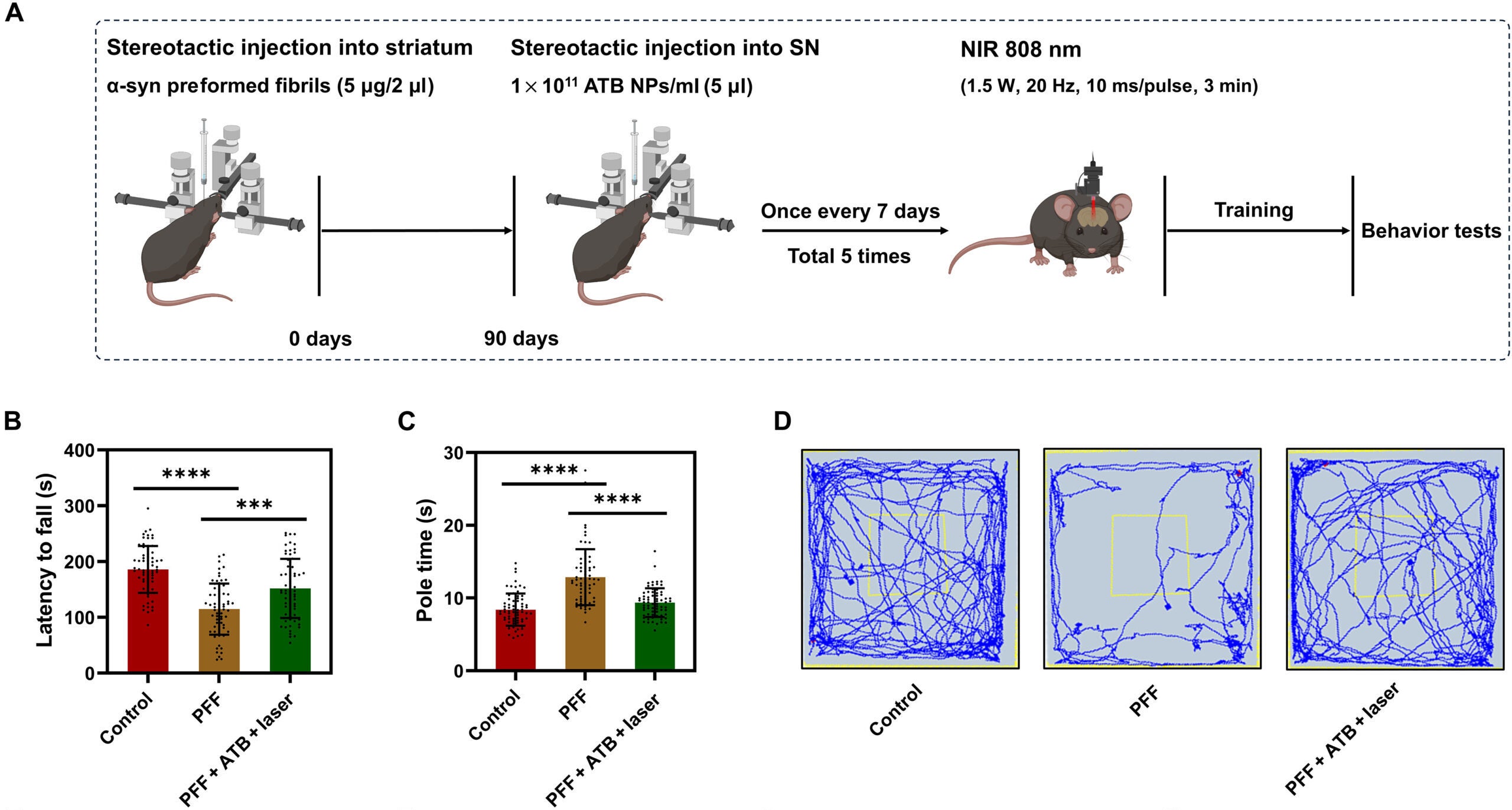 Schematic representation of the treatment of C57BL/6J mice after stereotactic injection of PFF (5 μg) in the striatum for 3 months