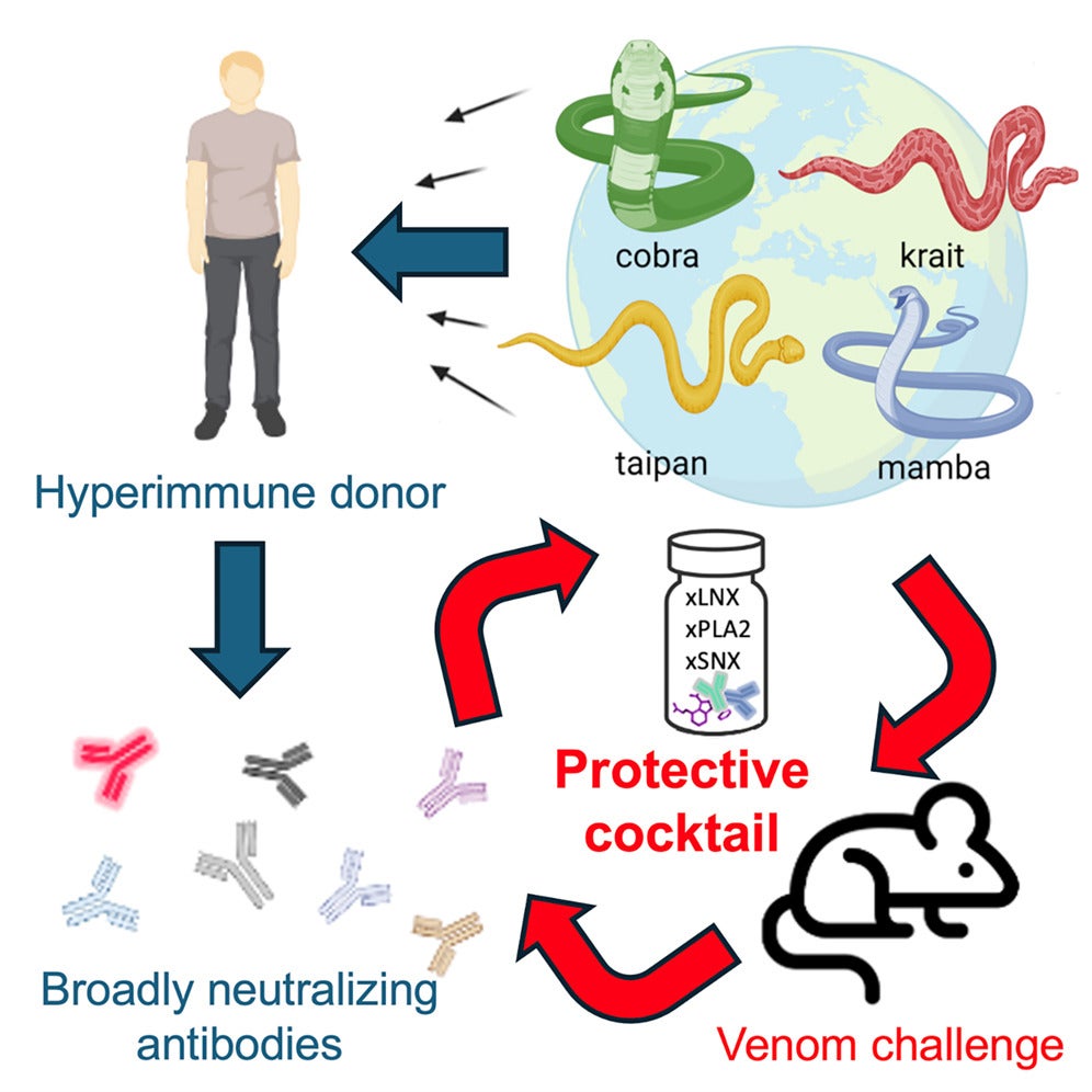 Friede's antibodies could save millions of people. 