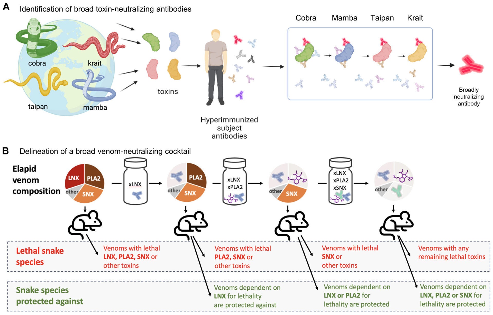 In vivo and in vitro selection for broadly neutralizing antitoxin antibodies