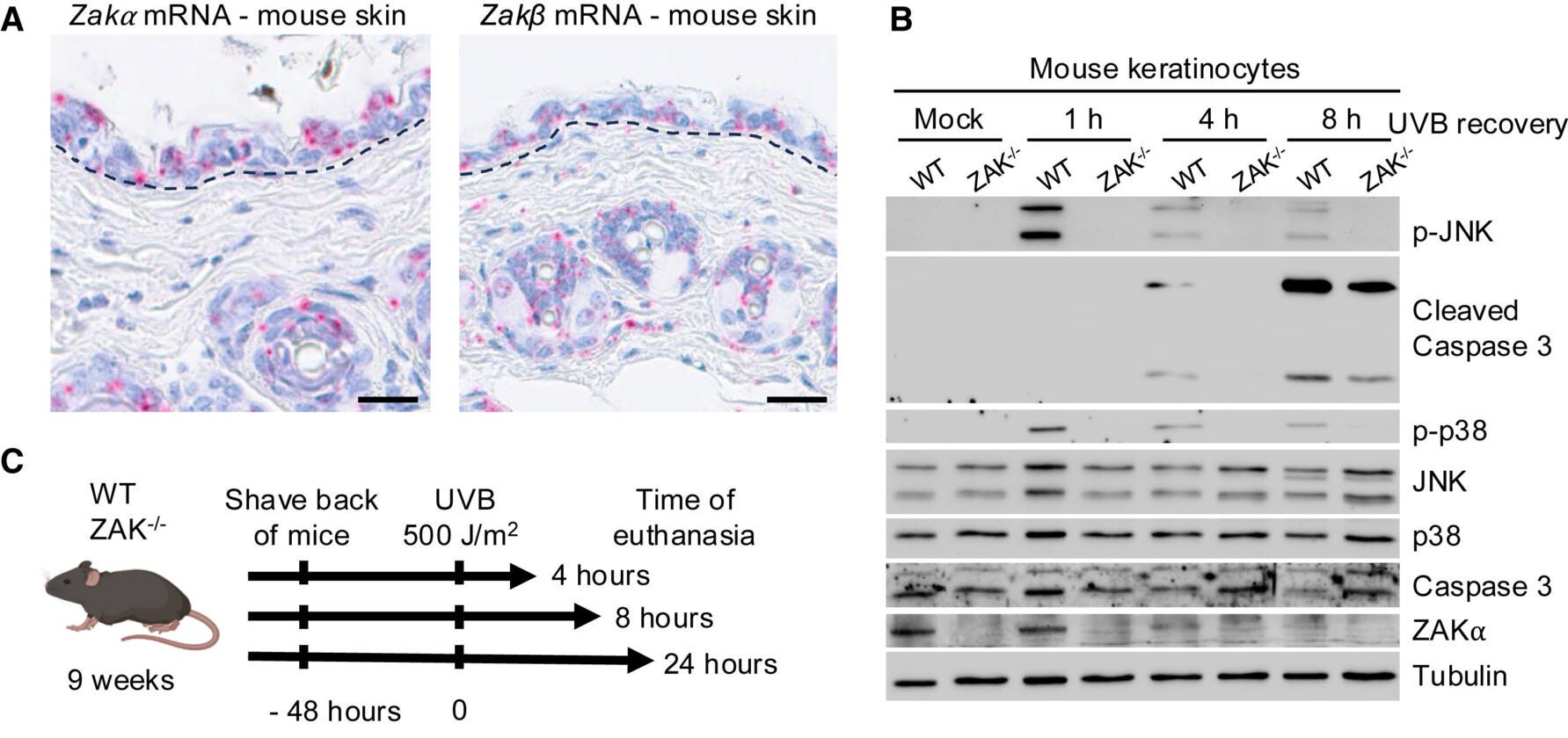 The ribotoxic stress response is activated in mouse skin by UVB irradiation.