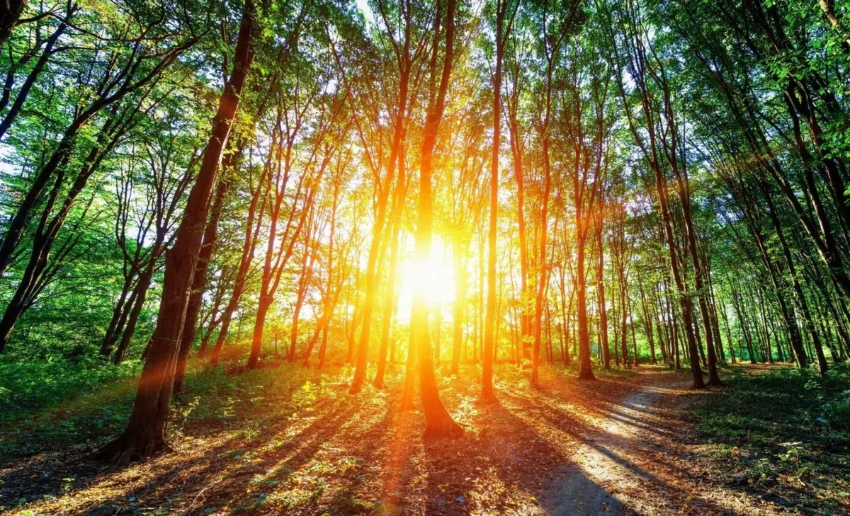 Breakthrough sunlight-powered system captures carbon just like